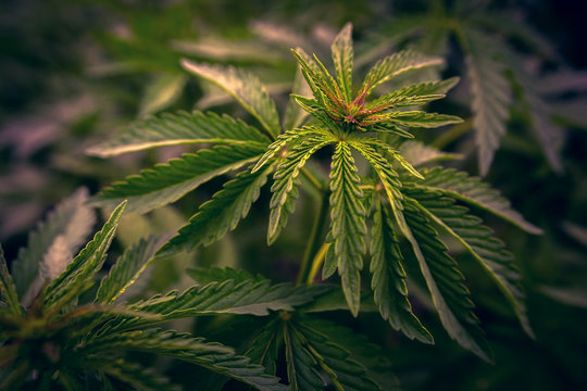  marijuana  background. bush cannabis.