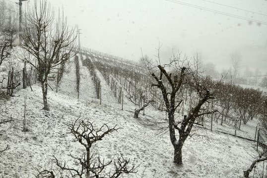 Italy, snowfall on the vineyards of Monferrato, Piedmont February 2018. In the foreground fruit trees, vineyards in the background.