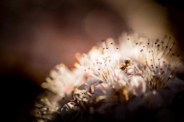 Red Chokeberry flowers Macro