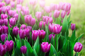 Fototapeta premium Violet, purple, lilac tulips background. Summer and spring concept, copy space. Tulip flowers field in sunlight. Soft selective focus. Spring landscape.