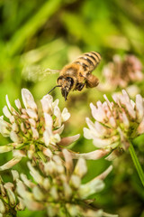 Bee collecting flower pollen