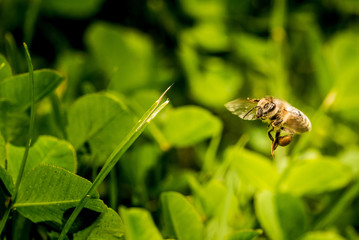 Bee collecting flower pollen