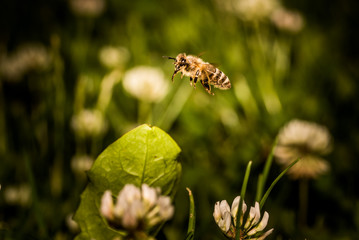 Bee collecting flower pollen