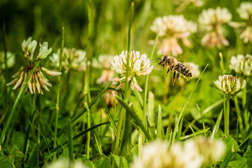 Bee collecting flower pollen