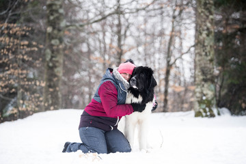 Naklejka na ściany i meble landseer dog pure breed in snow winter playing sport one