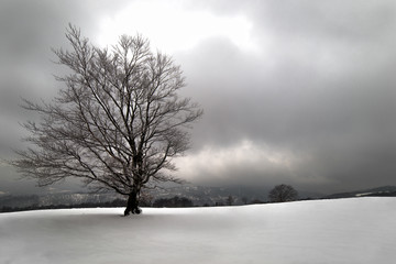 zima niebo i drzewo