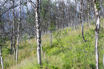 Fototapeta premium Forêt de bouleaux