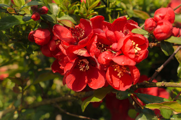 Obraz premium red flowers with water droplets on it
