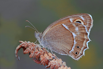 Ağrı Esmer Perisi - Hyponephele wagneri © mylasa