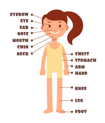Cartoon little girl. Vocabulary of human body parts vector set