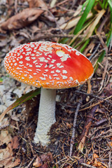 Amanita Muscaria, poisonous mushroom. Photo has been taken in the natural forest background.