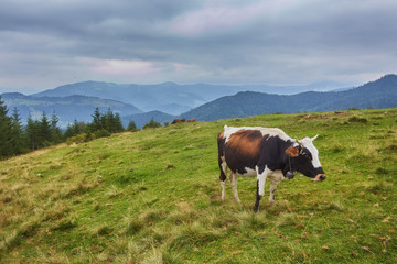 Idyllic summer landscape in the Swiss Alps with cows grazing in fresh green meadows between...