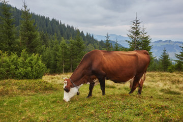 cows grazing in a meadow near the mountains in the summer