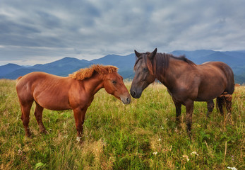 Horses in mountain valley. Beautiful natural landscape