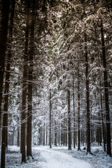 Snowy calm forest