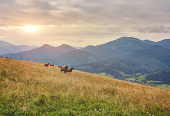 Obraz premium herd of horses is grazed against mountains