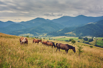 Fototapeta na wymiar herd of horses is grazed against mountains