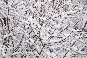 snow on tree branches