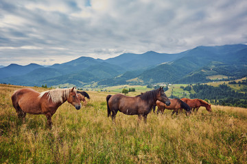 Fototapeta na wymiar Horses, feeding on grass at high-land pasture at Carpathian Mountains in rays of sunset