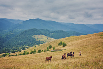 herd of horses is grazed against mountains