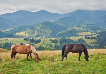 herd of horses is grazed against mountains