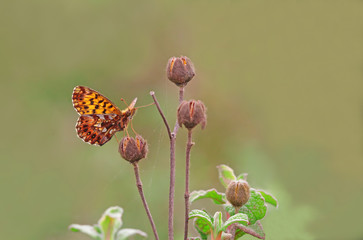 Mor inci - Boloria dia