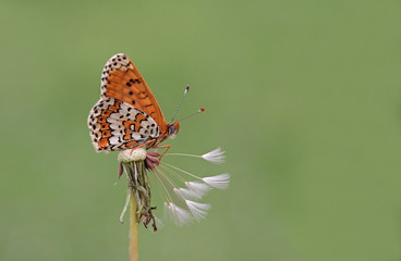 İparhan -Melitaea cinxıa © mylasa