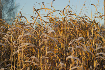 dry golden autumn grass, sprinkled with snow, lit by the sun