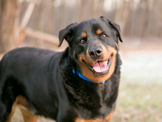 A happy Rottweiler dog looking at the camera with a head tilt