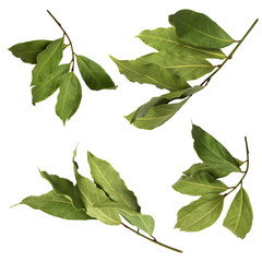 Fototapeta premium A set of dried green aromatic bay branch photos, isolated on white. Laurel twigs. Photo of laurel bay harvest for eco cookery business. Antioxidant kitchen herbs.
