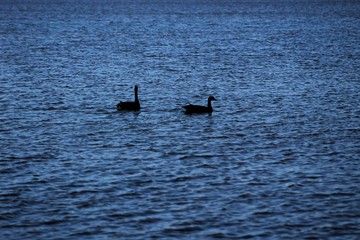 Two geese swimming at twilight