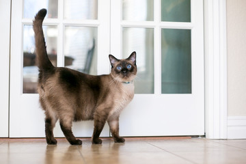 A purebred Siamese cat with seal point markings and blue eyes