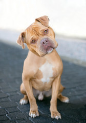 A Pit Bull Terrier/ Mastiff mixed breed dog listening with a curious expression and head tilt