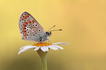 Çokgözlü esmer - Plebeius agestis © mylasa