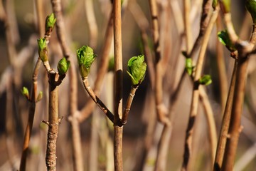 アジサイの芽吹き