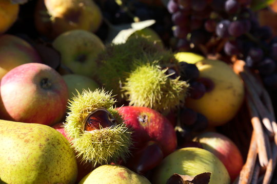ricci di castagne