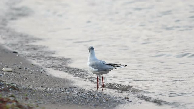 Single seagull bird on seashore looking around, sea waving