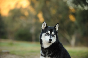 Siberian Husky dog outdoor portrait