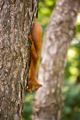 Red-haired squirrel hanging on a tree with a nut.
