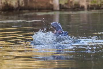 Hippopotamus Sleeping, Kruger National Park