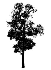 tree silhouette isolated on white background.