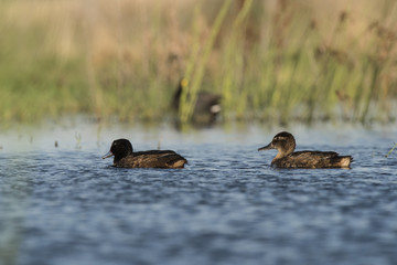 Black headed Duck, Patagonia, Argentina