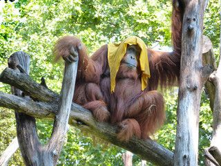 Orangutan on a hot summer day © Istvan