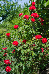 Flowering red climbing roses in the garden
