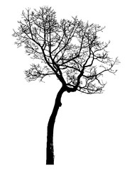 tree silhouette isolated on white background.