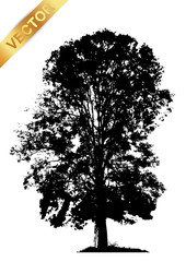 Fototapeta premium tree silhouette isolated on white background.