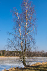 dzrzewo z białą korą, niebieskie tło, zima, sadzawka, staw