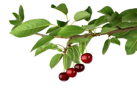 Delicious cherries on a branch. organic products. natural vitamins. Isolated. Close-up.