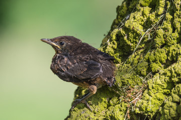 litle single blackbird on the tree , closeup,  mały ciemnobrązowy ptak, kos stoi na ziemi, tło...