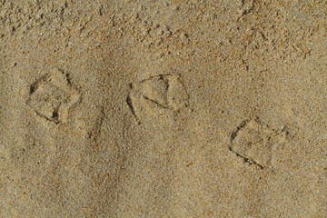 Seagul's footprint on the sand